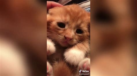 Cute And Funny Tiktok Cats 🐈 😻 Youtube