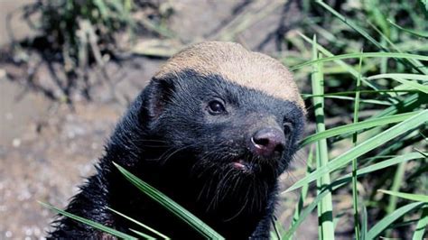 What Do Honey Badgers Eat Complete List And Faq