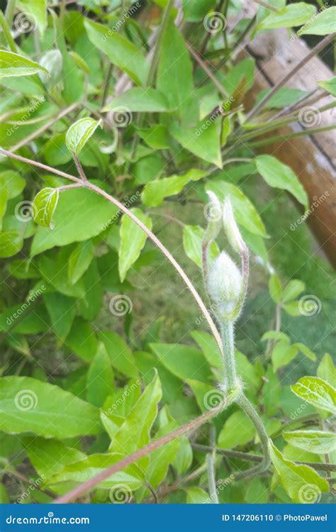Flower Buds Of White Clematis In The Spring Stock Photo Image Of