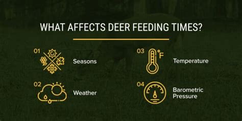 The Best Feeding Times For Deer And What Affects Them