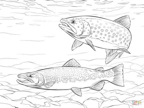 Brook Trout Coloring Page Sketch Coloring Page