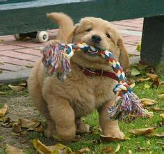 Includes details of puppies for sale from registered ankc breeders. 1177 Best Golden Retriever Pups & Breeders images | Golden ...