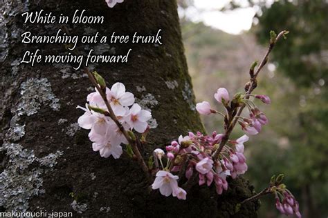 Spring Haiku Poems