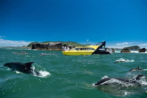 Swim With And View Dolphins Paihia Bay Of Islands View And Swim With