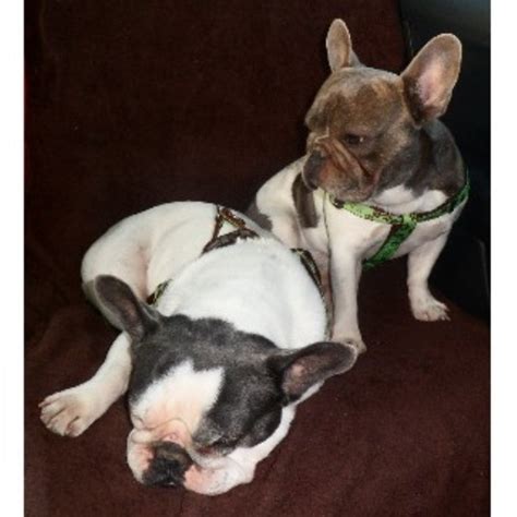 We recommend you rescue a french bulldog (or any dog) before you buy a puppy from a breeder. BestFrenchBulldogPuppies, French Bulldog Breeder in ...