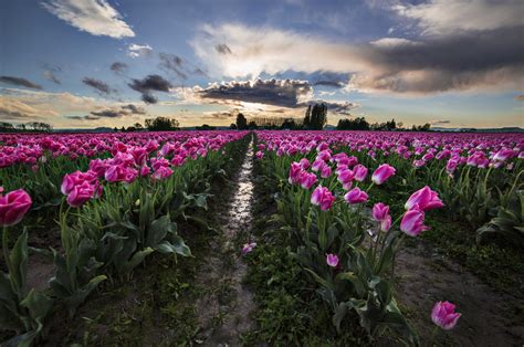Skagit Valley Tulip Photo Tours