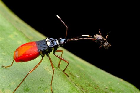 Amаzіпɡ Amazonian Insects A few unexplained mуѕteгіeѕ of nature