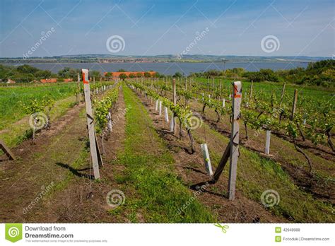 Vineyards At Sunny Day Grapes In Spring Stock Photo Image Of Vines