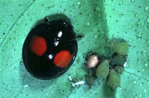 Ladybugs Insecta Coleoptera Coccinellidae