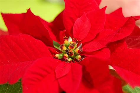Flor De Nochebuena Euphorbia Pulcherrima