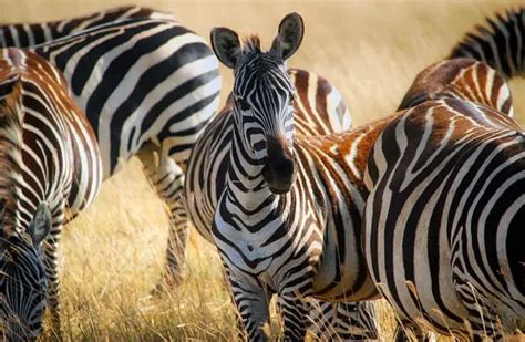 Zebra Description Habitat Image Diet And Interesting Facts