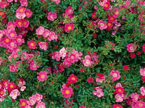 Hertfordshire Groundcover Rose They Fill Awkward Spaces Fight Off
