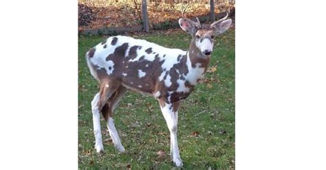 The Best Piebald Whitetail Deer Pictures Youve Ever Seen