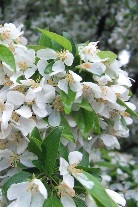 13 Of The Most Colorful Crabapple Trees For Your Yard Crabapple Tree