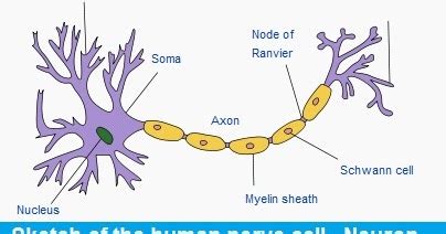 And alan moreton, p.e 8. CBSE Class VIII (8th) Science | Chapter 8. CELL — STRUCTURE AND FUNCTIONS | Solved Lesson ...