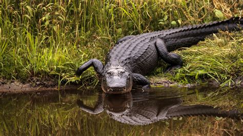 Bringing you the best genuine houserockin' music for more than 50 years! Officials investigating report of alligator in Connecticut ...