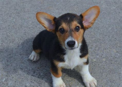 The puppies are six weeks old. VERY CUTE & PLAYFUL CORGI PUPPIES for Sale in Hartwell, Georgia Classified | AmericanListed.com