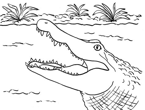 Maybe you would like to learn more about one of these? Alligators Coloring Pages: Free Printable Alligators ...