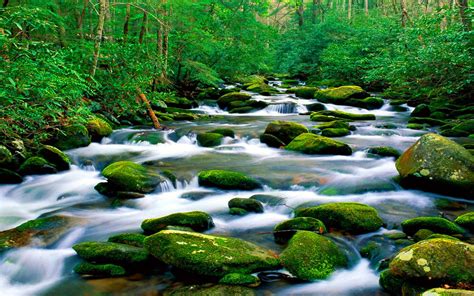 Beautiful Untouched Nature Pristine Mountain River