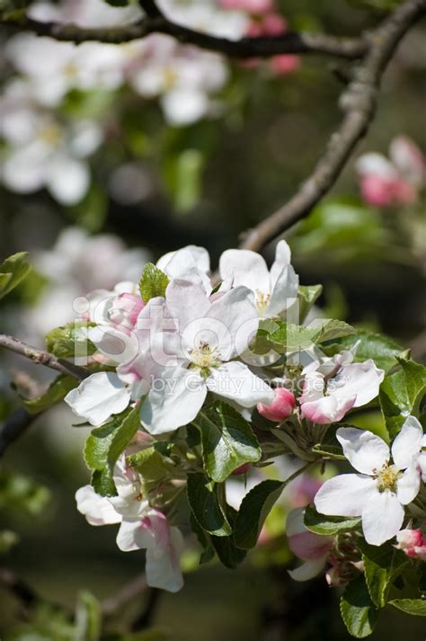 Apple Blossom Stock Photo Royalty Free Freeimages
