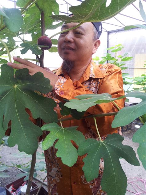 Examples of translating «pokok» in context: http://agrohias.blogspot.com: Pokok Tin Koleksi Rakan ...