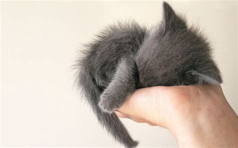 Grey Kitten Wallpapers And Images Wallpapers Pictures