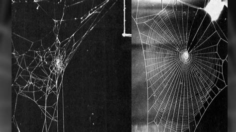 Is Every Spiderweb Unique Live Science