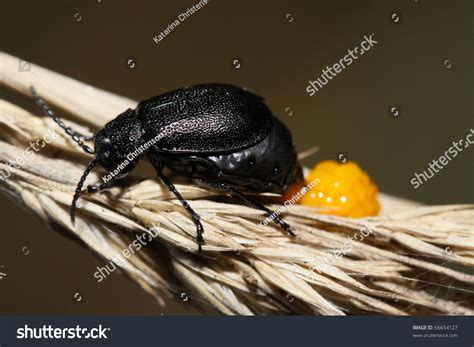 Black Beetle Laying Eggs Stock Photo 66654127 Shutterstock