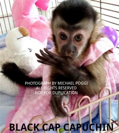 Here's a short video of 5 helpful information and facts to get a monkey. Primate Store - Monkeys for sale
