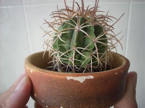 In the growing season, the plants should be watered at least once a week. crumpled cactus - CactiGuide.com