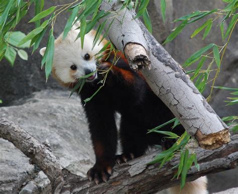 Red Panda 29 Red Panda Ailurus Fulgens At Smithsonian Na Flickr