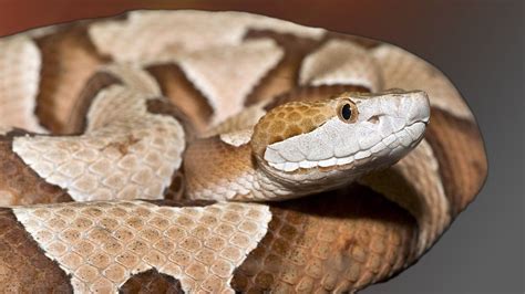 Paul's community development corporation (spcdc) food pantry began as a volunteer project. Police: Venomous copperhead snake bites man in Paterson