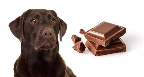 Are Dogs Allowed A Little Bit Of Chocolate