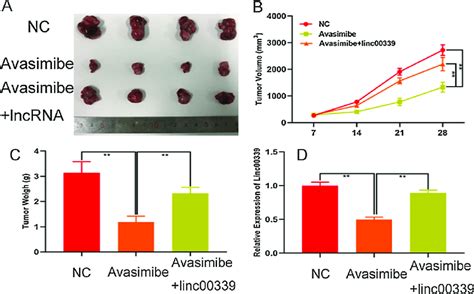 Avasimibe Inhibits Glioma Growth In Vivo A Tumour Formation In Nude