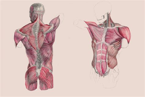 Male Anterior And Posterior Torso Musculature Anatomical Drawing