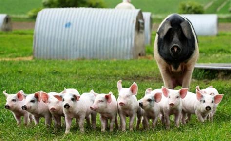 Taking The Pig Pledge For Happy Healthy Outdoor Farming