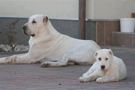Horses and dogs tube alabai dog origin is russia and central asia region. Amazing Alabai dogs !!! | Alabai dog, Dogs, Hound dog breeds