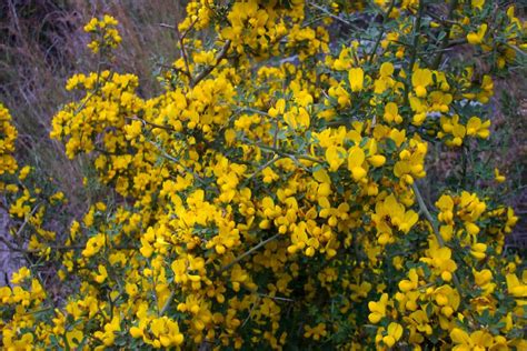 In natura esiste un numero infinito di fiori gialli, presenti in moltissime specie erbacee. Piante e Fiori: Ginestra