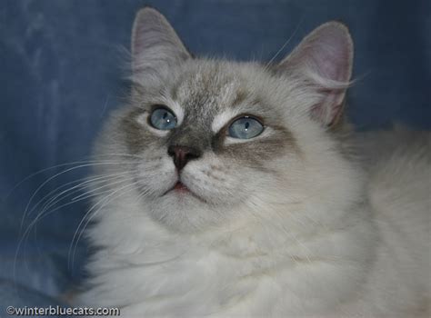 Cute siberian blue cat resting. WinterBlue Cattery - Siberian kittens for sale in CT, NY ...