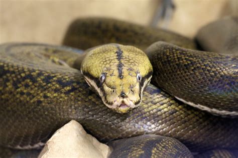 Marchs Featured Animal The Reticulated Python