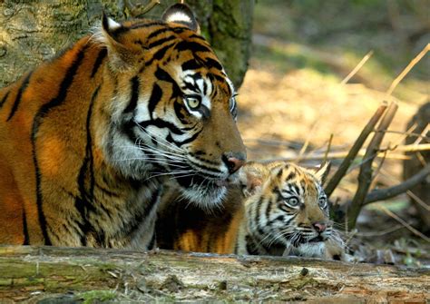 Sumatran Tigress And Cub Sumatran Tigress Kirana And One Flickr