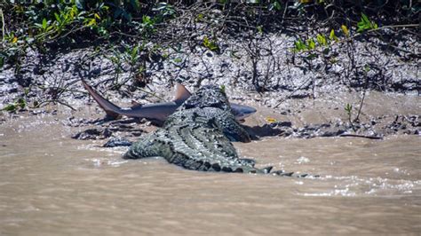 Brutus The Giant Crocodile Attacks A Bull Shark August 7 2014 In