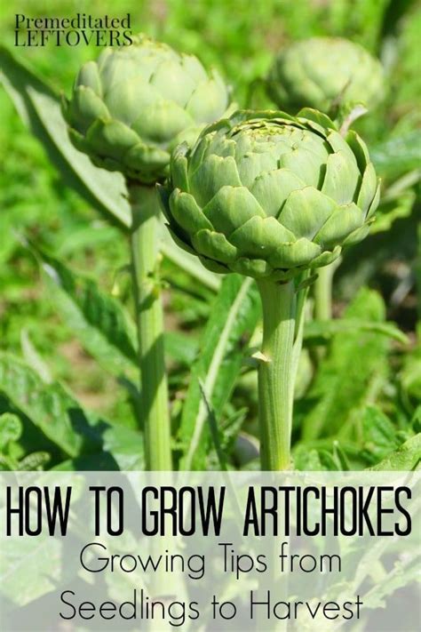 How To Grow Artichokes Including How To Plant Artichoke Seedlings How