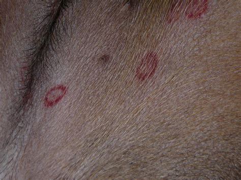 Red Spots On Roxys Belly Doberman Forum Doberman Breed Dog Forums