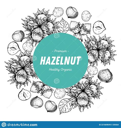 Hazelnut Nuts Hand Drawn Sketch Hazelnuts Label Logo Nuts Vector