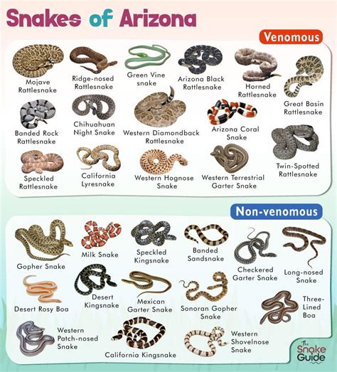 List Of Common Venomous And Non Venomous Snakes In Arizona With Pictures