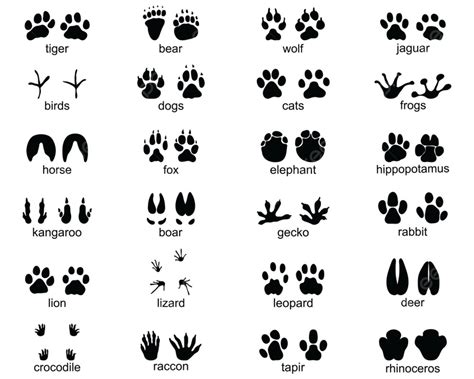 Animal Footprint Silhouette Vector Png Set Of Footprints Of Wild