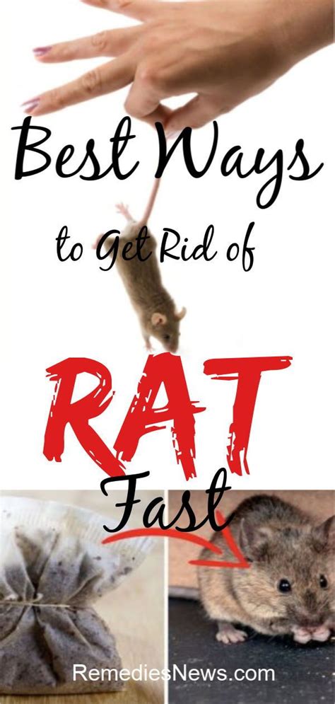 Here are my top five ways to get rid of mice naturally. 8 Fastest Ways on How to Get Rid of Mice Naturally at Home ...