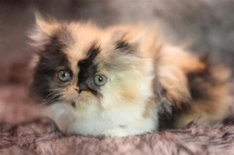 Pelaqita persians cats and kittens. Gorgeous Calico Persian Kitten! in Sarcoxie | 4939209721 ...
