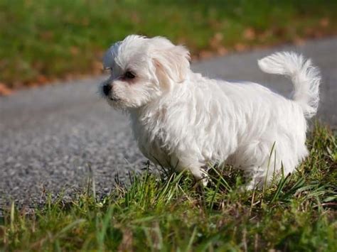 When Does Maltese Puppy Hair Change Explained